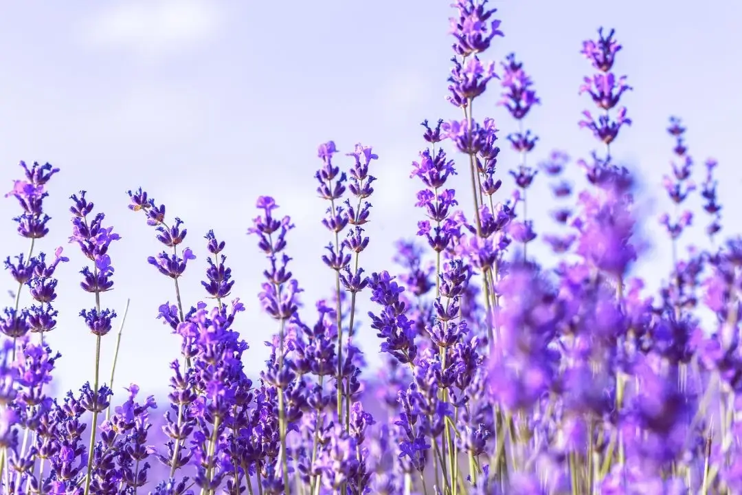 Vibrant lavender field under soft light.