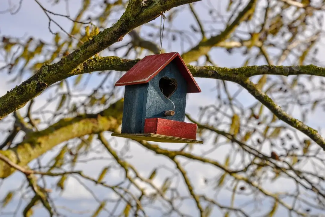 Birdhouse in tree with heart opening.