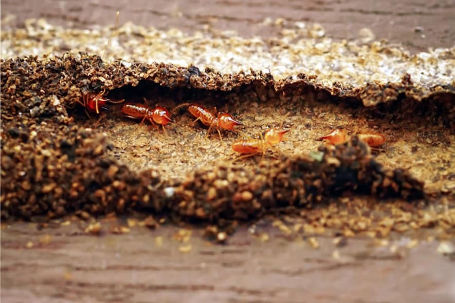 A group of termites crawling on top of each other on a pile of dirt.