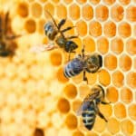 Pollinator photo. A group of bees sitting on top of a honeycomb in a beehive.