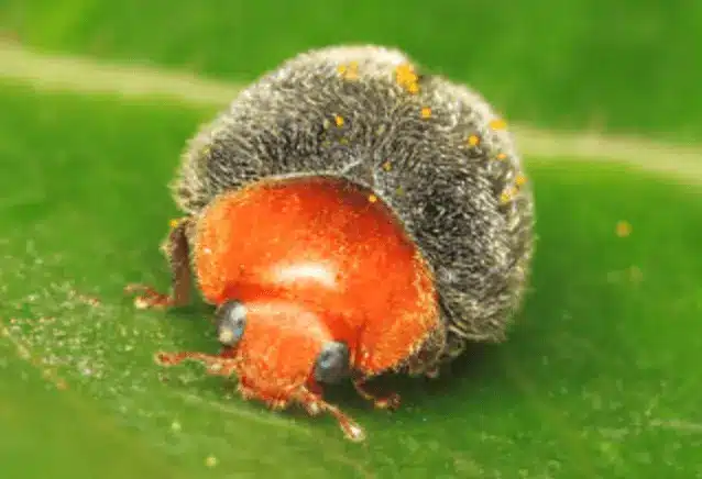 A ladybug (Cryptolaemus montrouzieri) sitting on a green leaf.