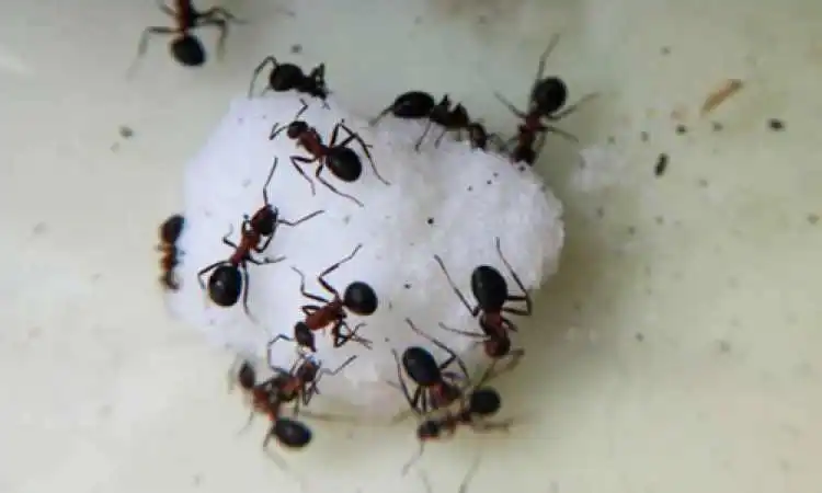 A group of ants standing around a white object.