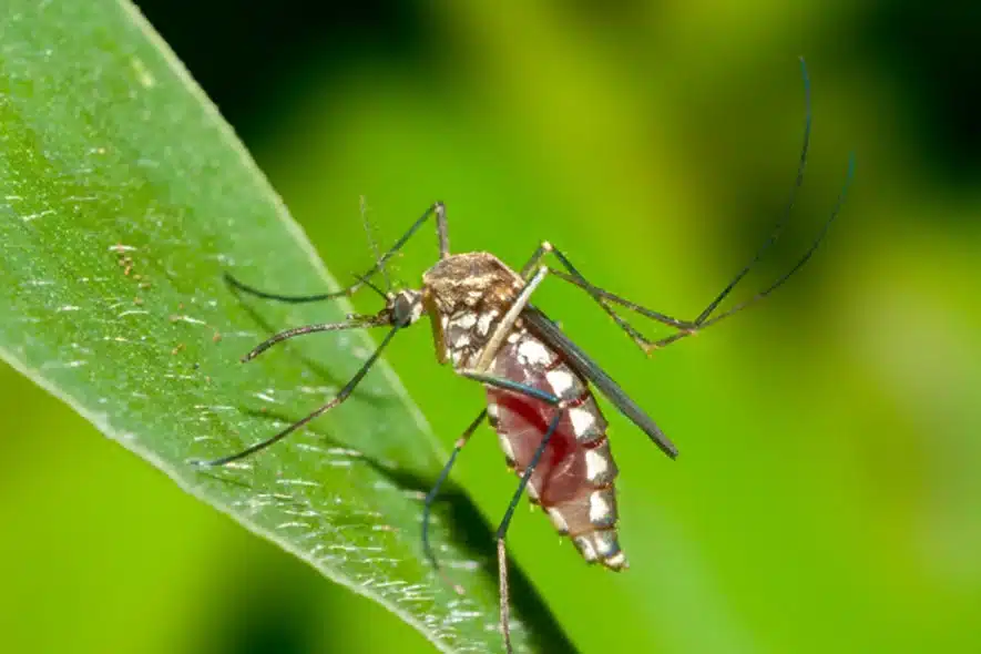 A mosquito sitting on top of a green leaf.