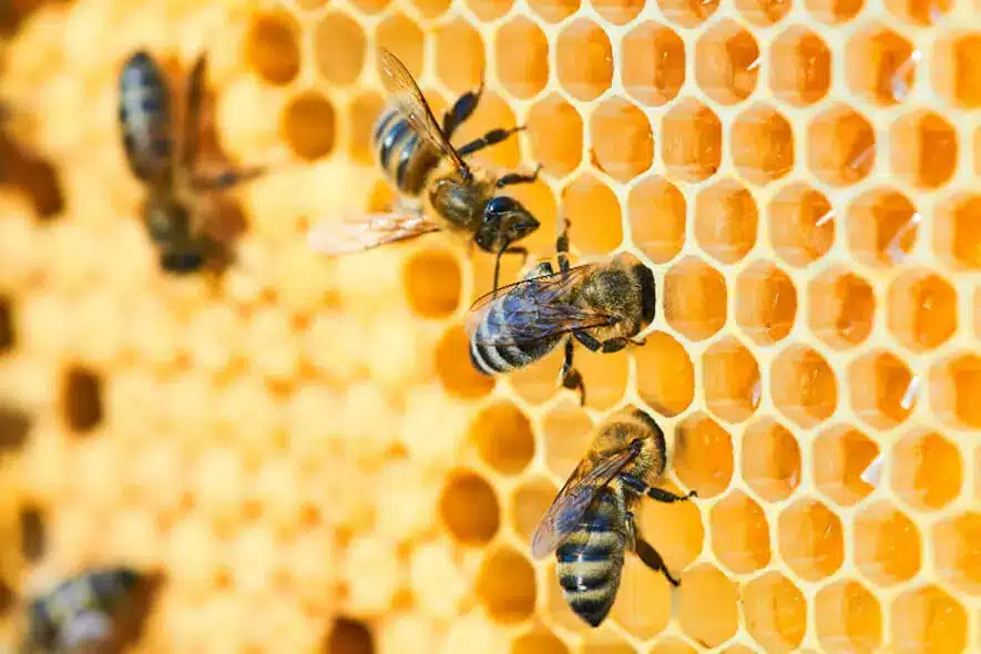 A group of bees sitting on top of a honeycomb in a beehive.