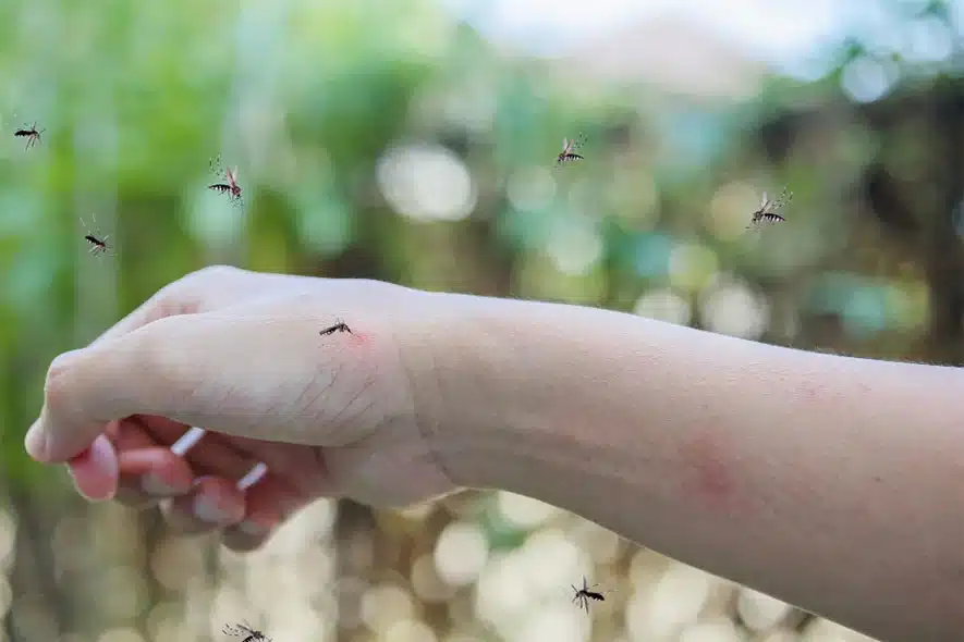 A person's arm with mosquitoes flying around it.