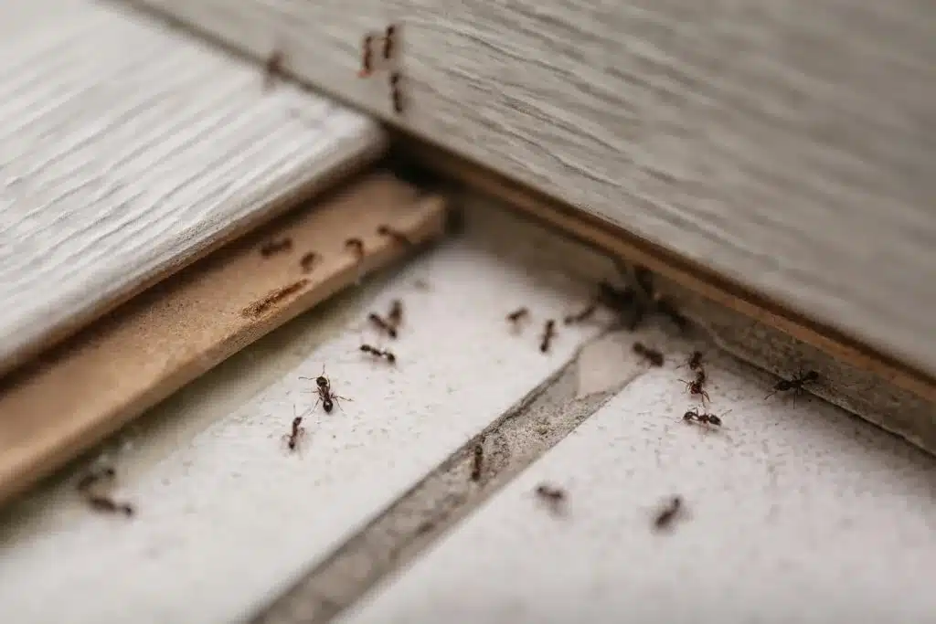 A group of ants crawling on a tiled floor next to a wooden plank