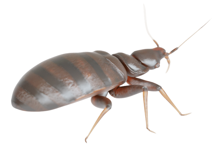Image of Bed Bug