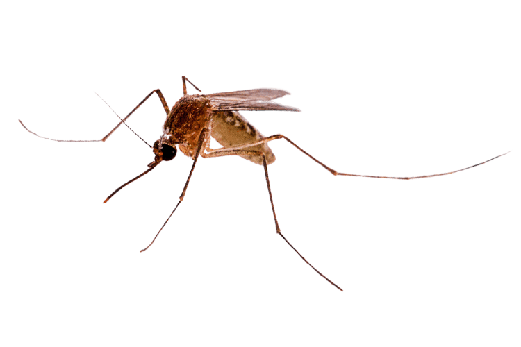 Image of a Mosquito