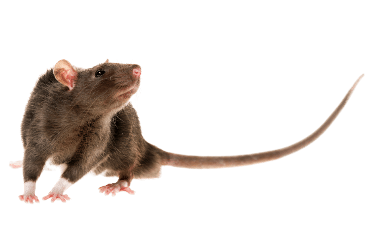 Rat