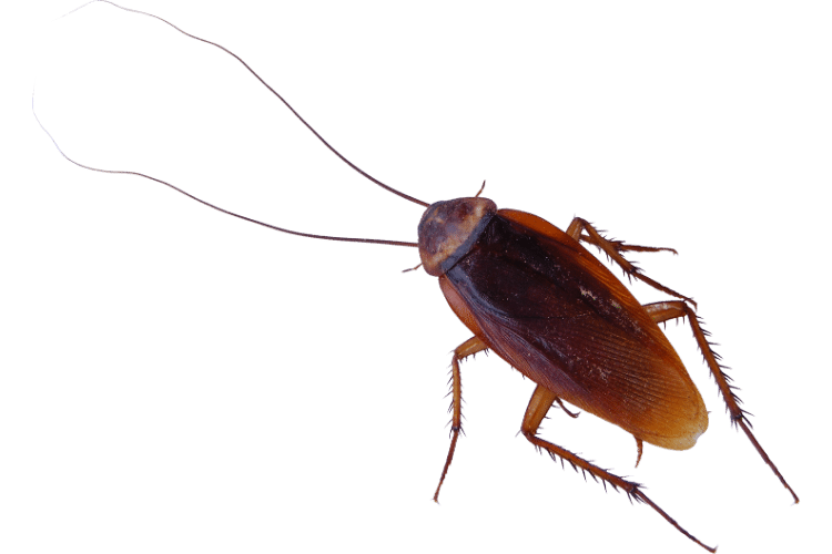 Cockroach