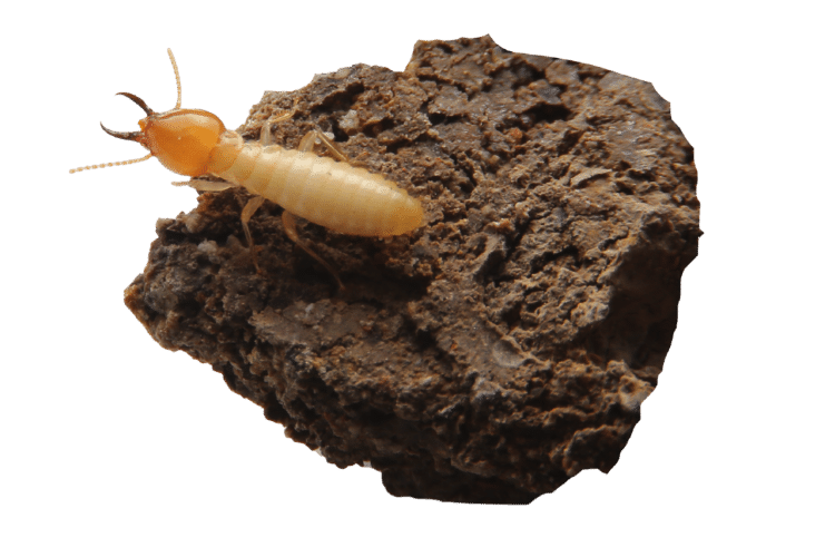 Termite sitting on top of a rock