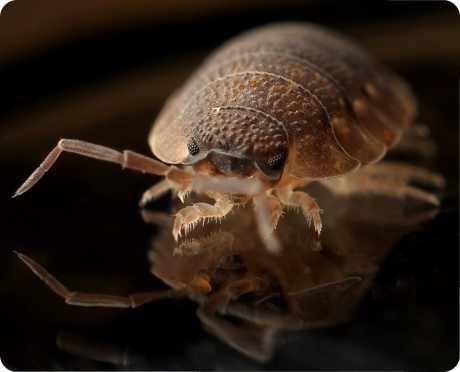 A close-up of a woodlouse on a black surface.