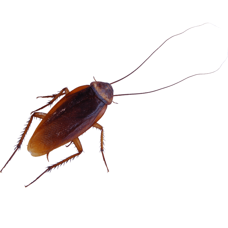 Cockroach