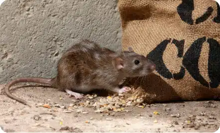 Rat standing next to a bag of food.