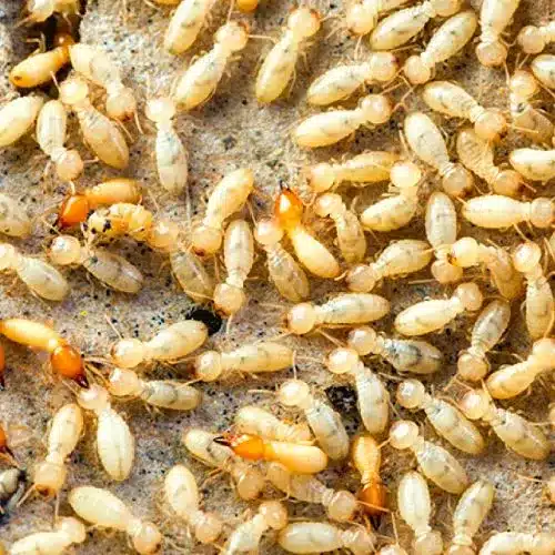 A group of termites standing on top of each other.