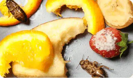 A table with rotten fruit and cockroaches.