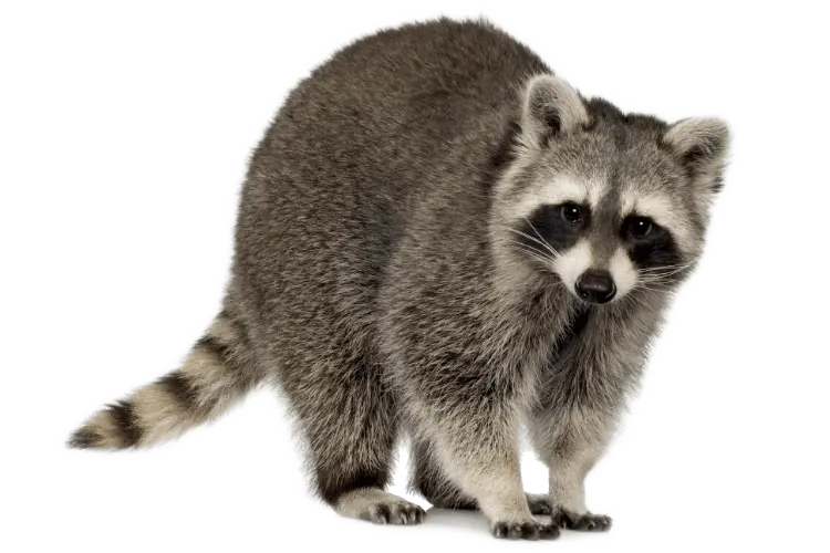 Raccoon