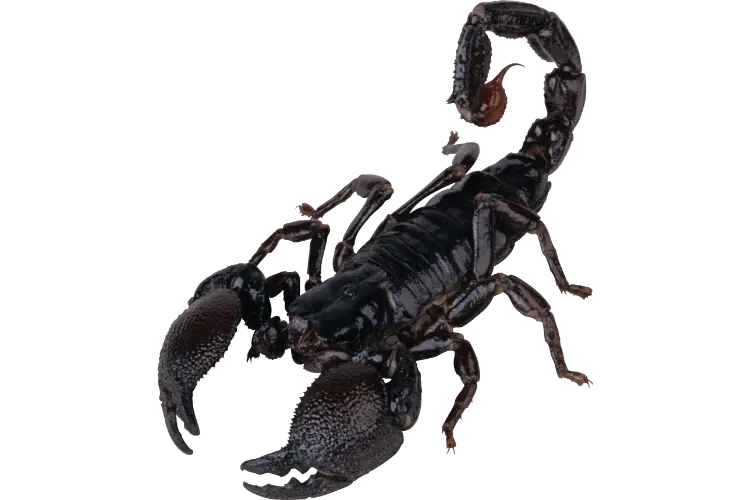 black scorpion wallpaper desktop