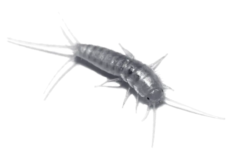 A close-up of a silverfish