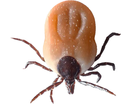 A close-up of a tick