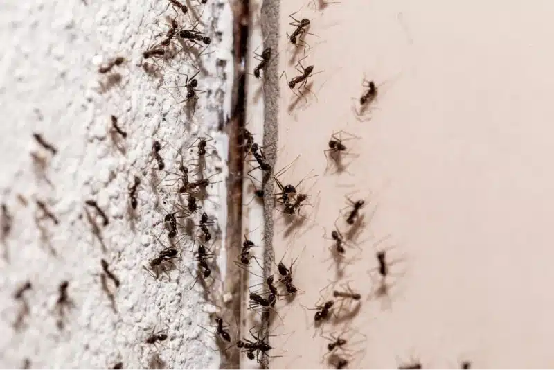 Practical Tips for Keeping Ants Out of Your Home