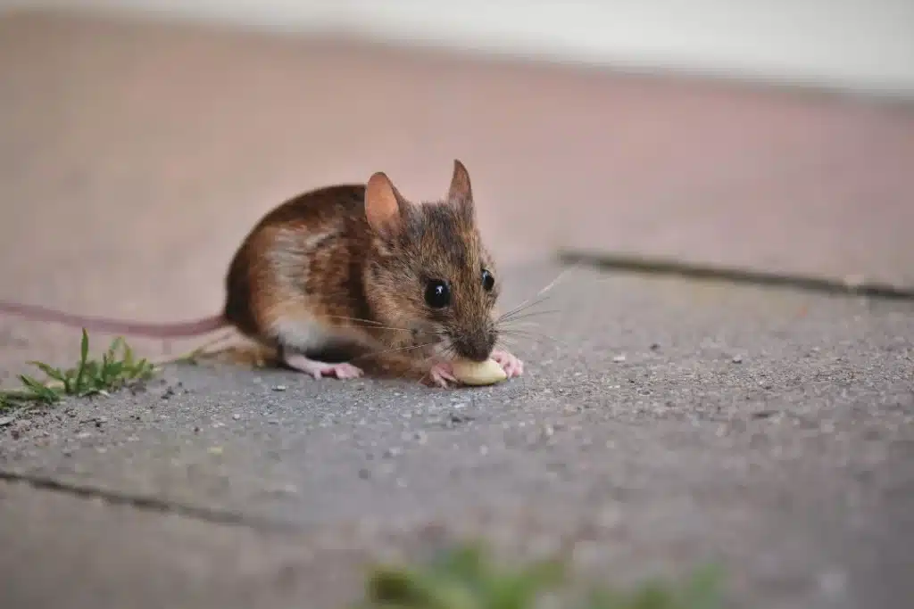 Humane Rodent Control: Guide to a Rodent Free Home