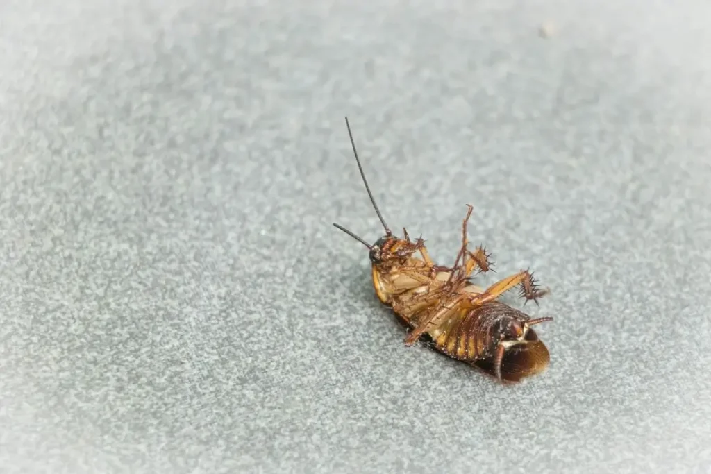 Understanding Cockroach Infestations: Effective Home Solutions