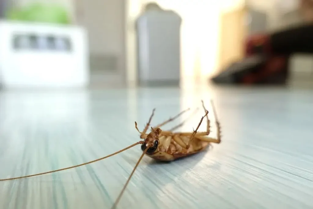 "Dead cockroach on a kitchen floor"