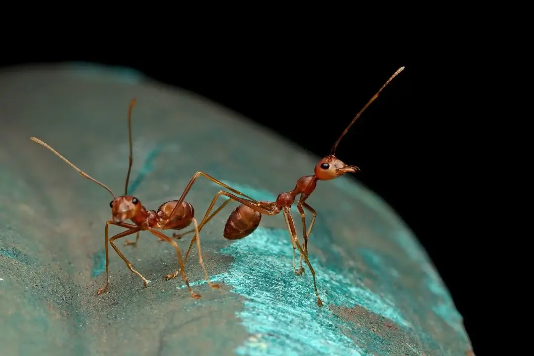 Ant standing on a surface