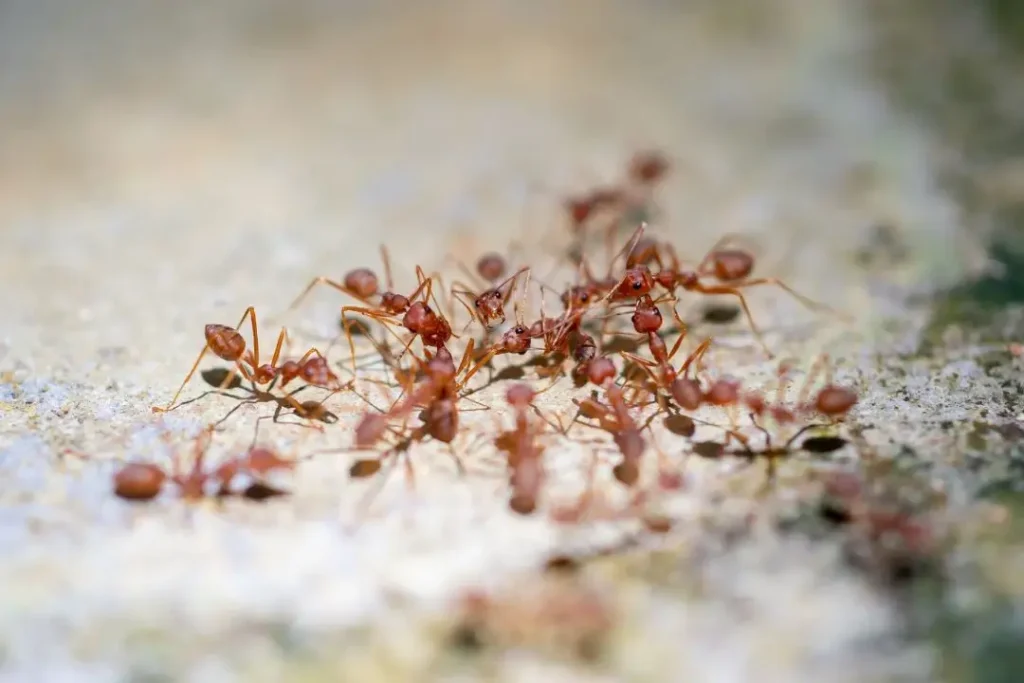 Fire Ants on a moist surface