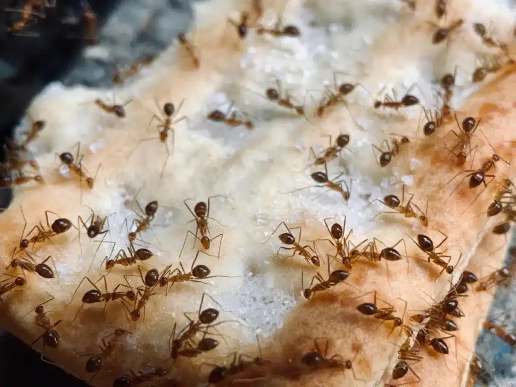 Numerous brown ants swarming over a piece of food, likely a cracker or bread.