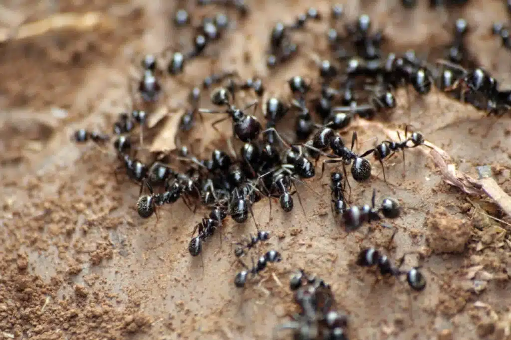 A group of black ants crawling on the soil in a garden or yard.