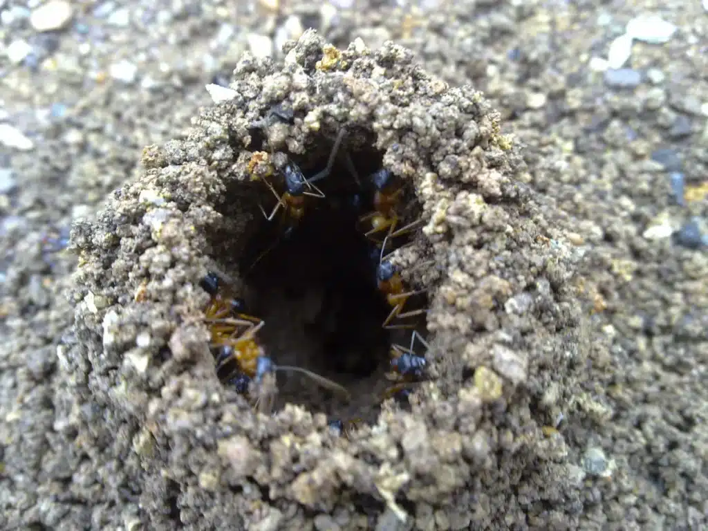 Close-up of sugar ants entering and exiting a small mound of soil.