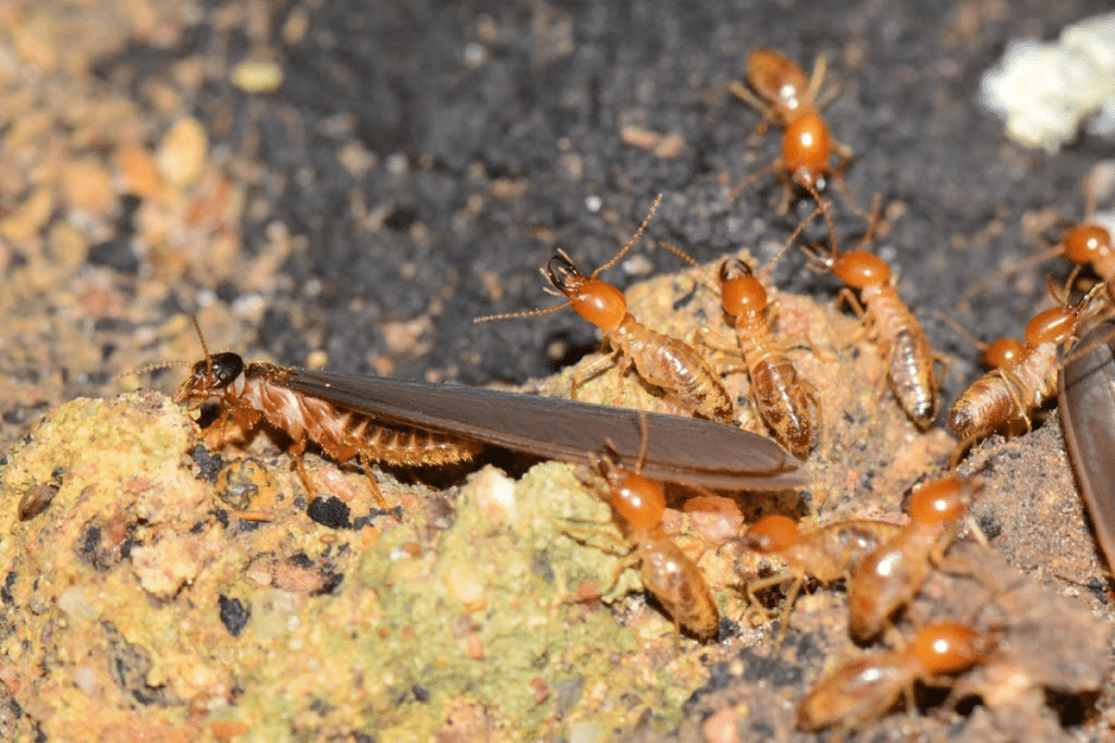 Termites swarming on soil, a sign of infestation.