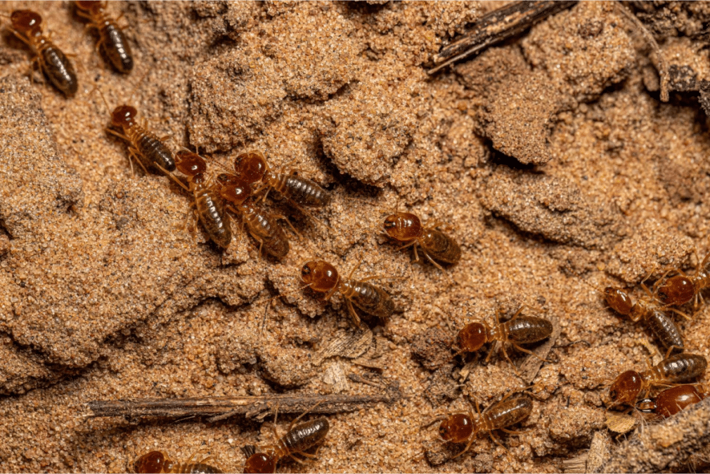 Termites in soil.