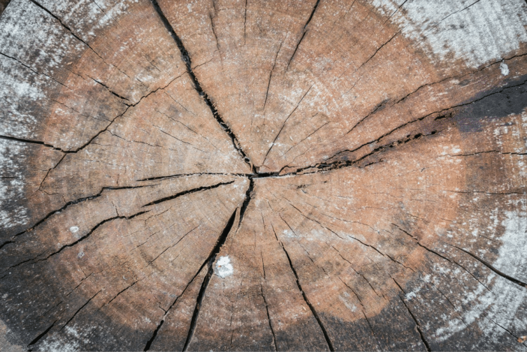 Close-up of cracked wood, vulnerable to termite damage.