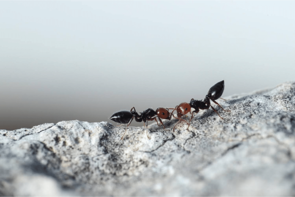 Two black ants on a rock.