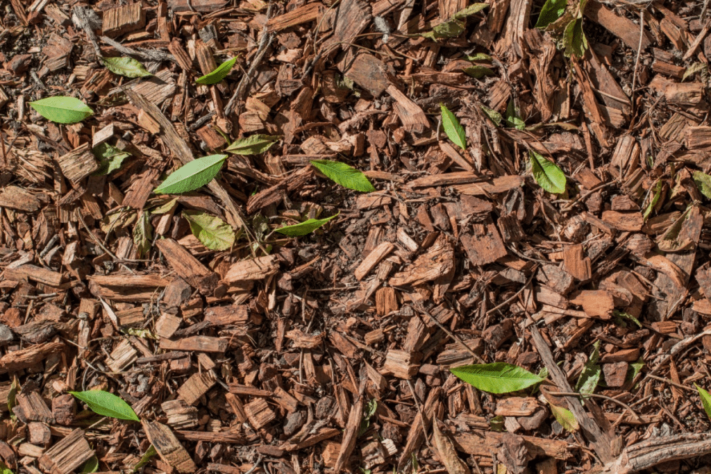 Mulch with leaves, a common habitat for termites near homes.