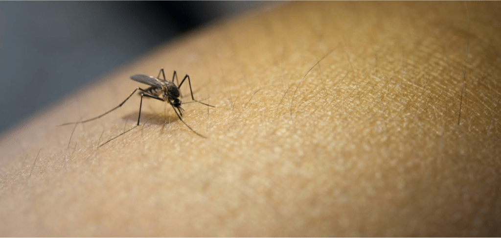 Mosquito biting human skin.