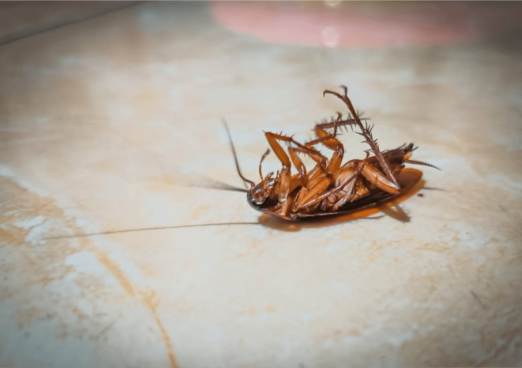 Dead cockroach on the floor.