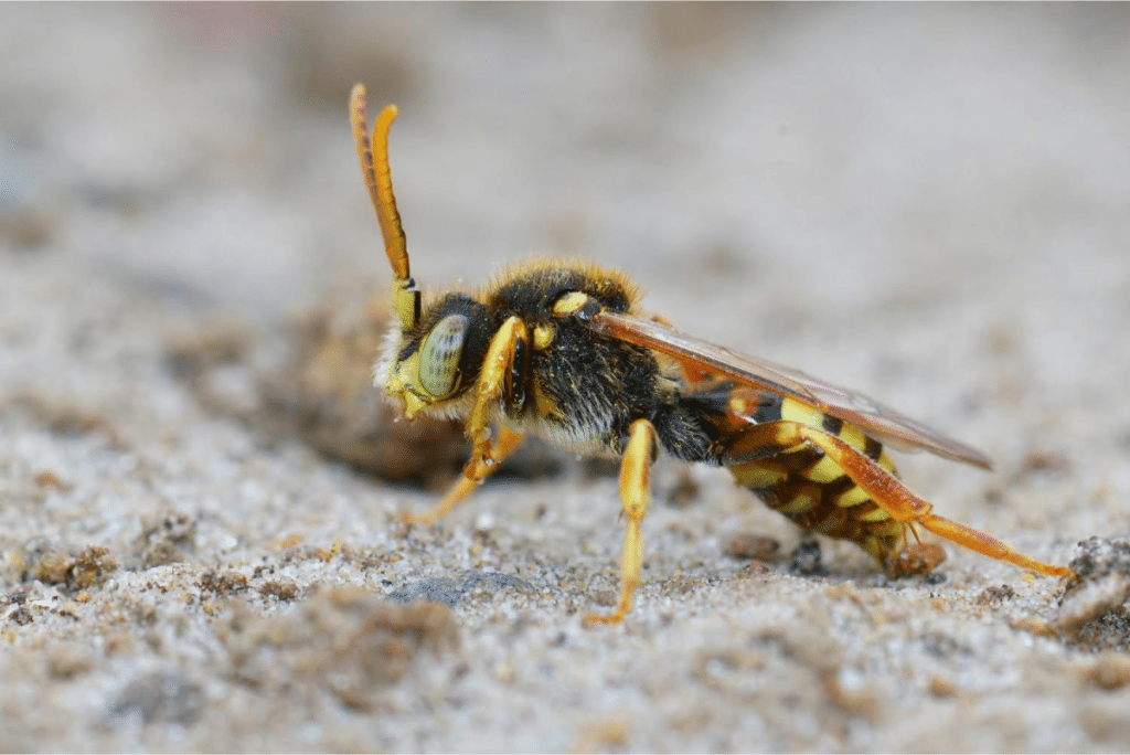 Yellow wasp on sandy ground.