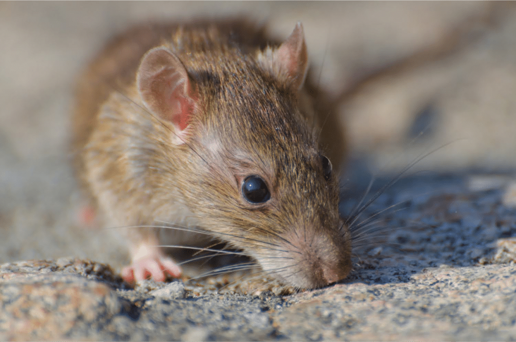 Brown rat sniffing the ground.