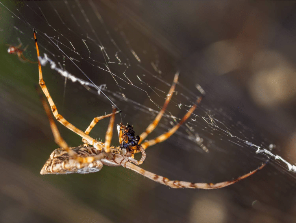 Spider on a web catching prey.