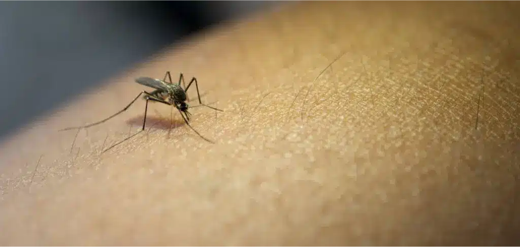 Mosquito biting human skin.