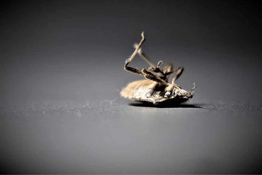 Dead insect on a dark surface