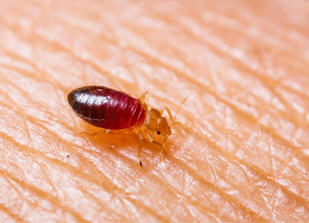 Close-up of a bed bug on human skin