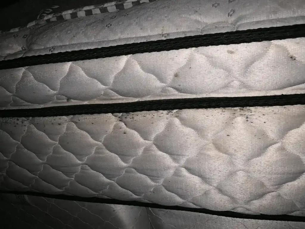 Say Goodbye to Bed Bugs: How to Kill Bed Bugs Effectively