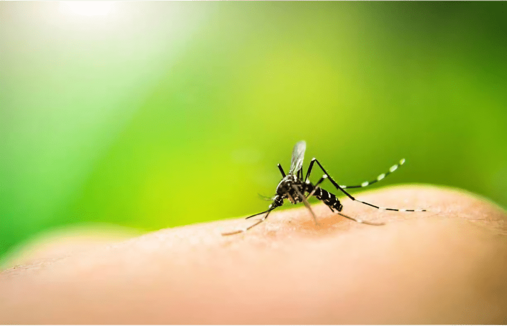 Close-up of a mosquito biting a person's skin