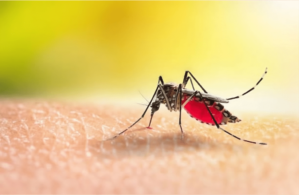 Close-up of a mosquito biting a person's skin, with a visible blood spot