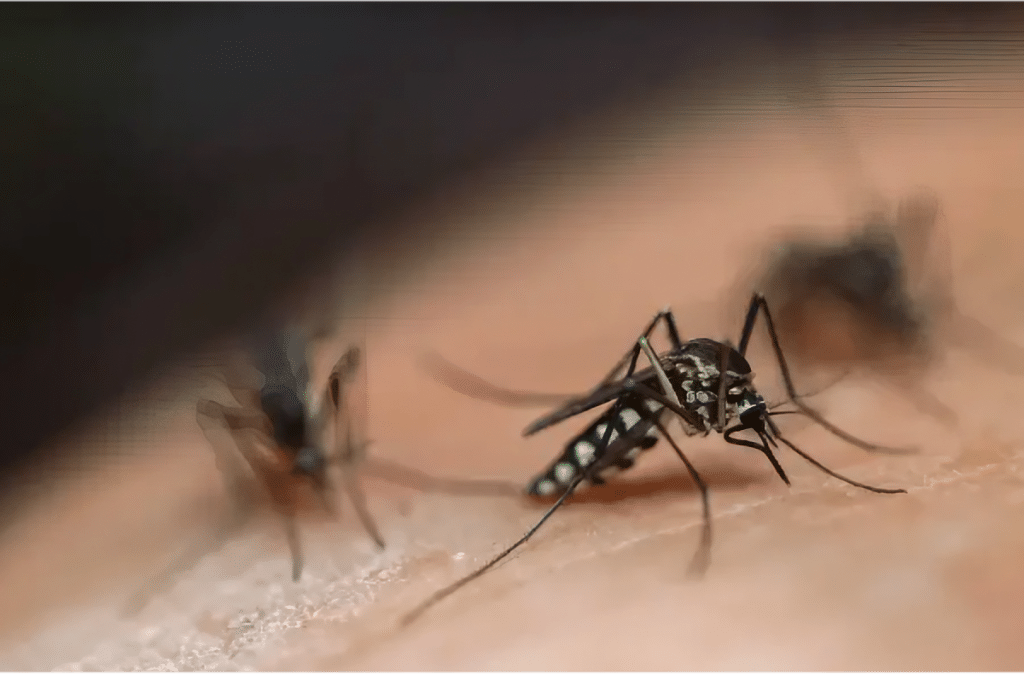 Close-up of multiple mosquitoes on a person's skin